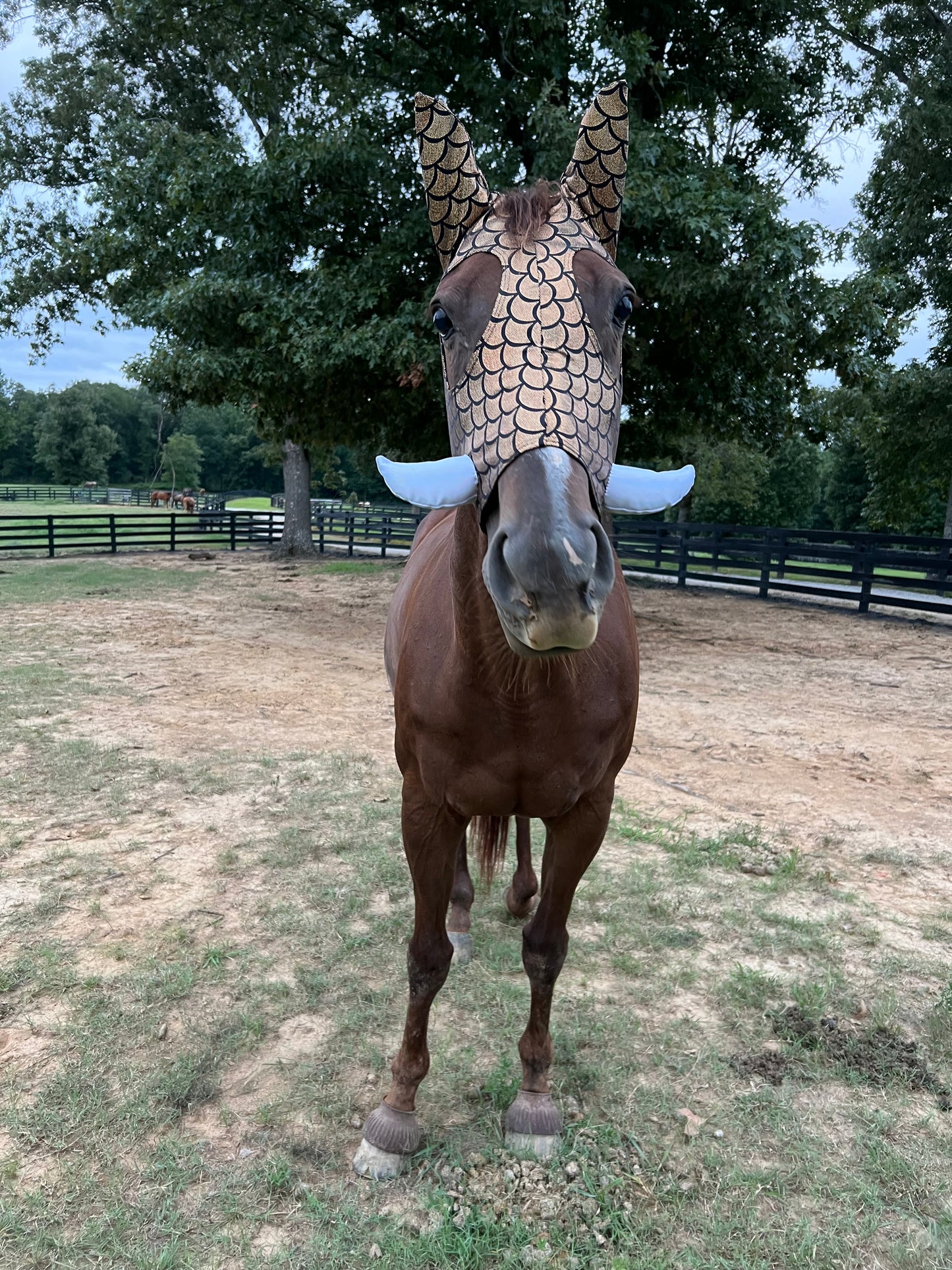 Gold Dragon Scale WartHog Costume Mask for Horses