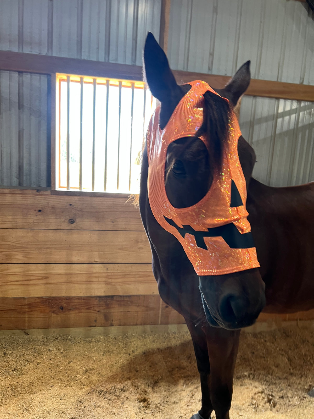 Jack O Lantern Pumpkin Costume Mask for Horses