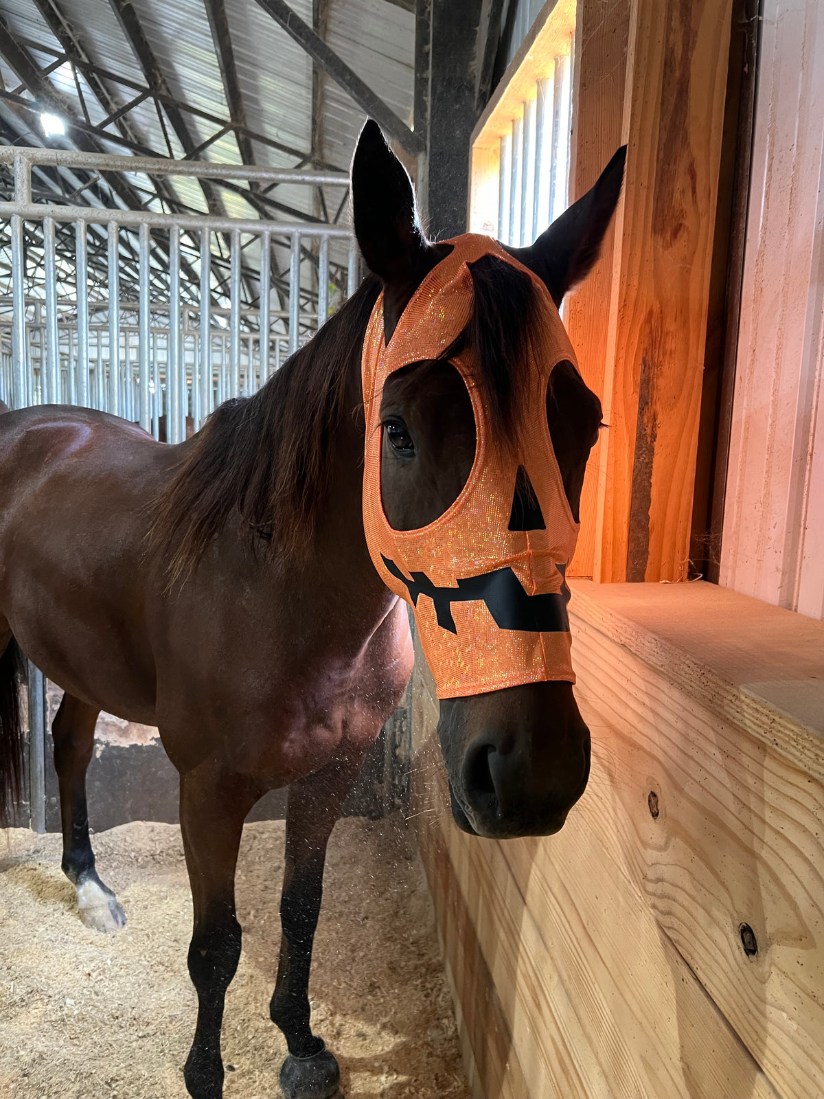 Jack O Lantern Pumpkin Costume Mask for Horses