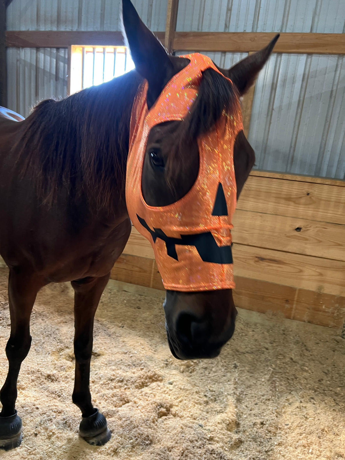 Jack O Lantern Pumpkin Costume Mask for Horses