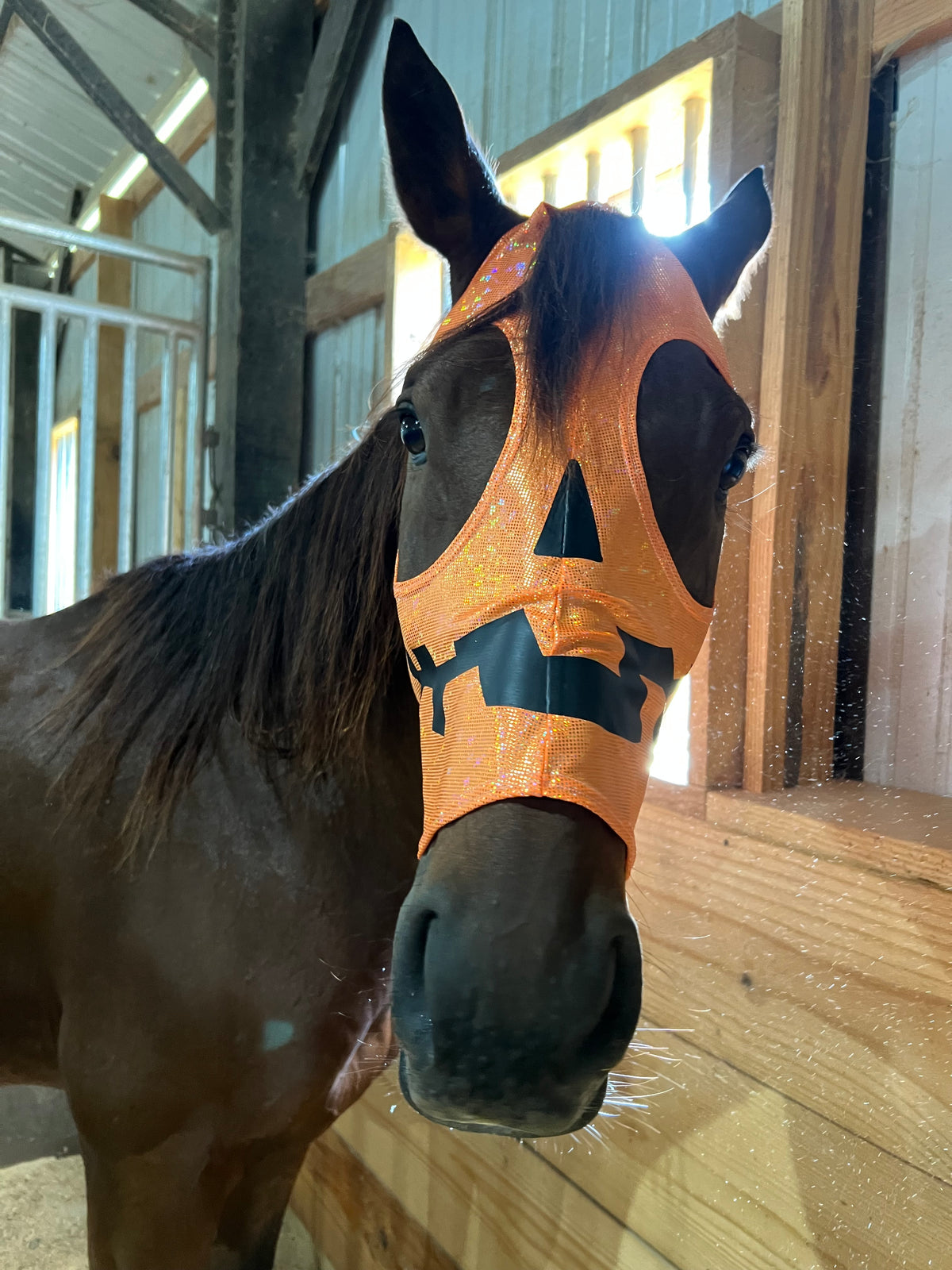 Jack O Lantern Pumpkin Costume Mask for Horses