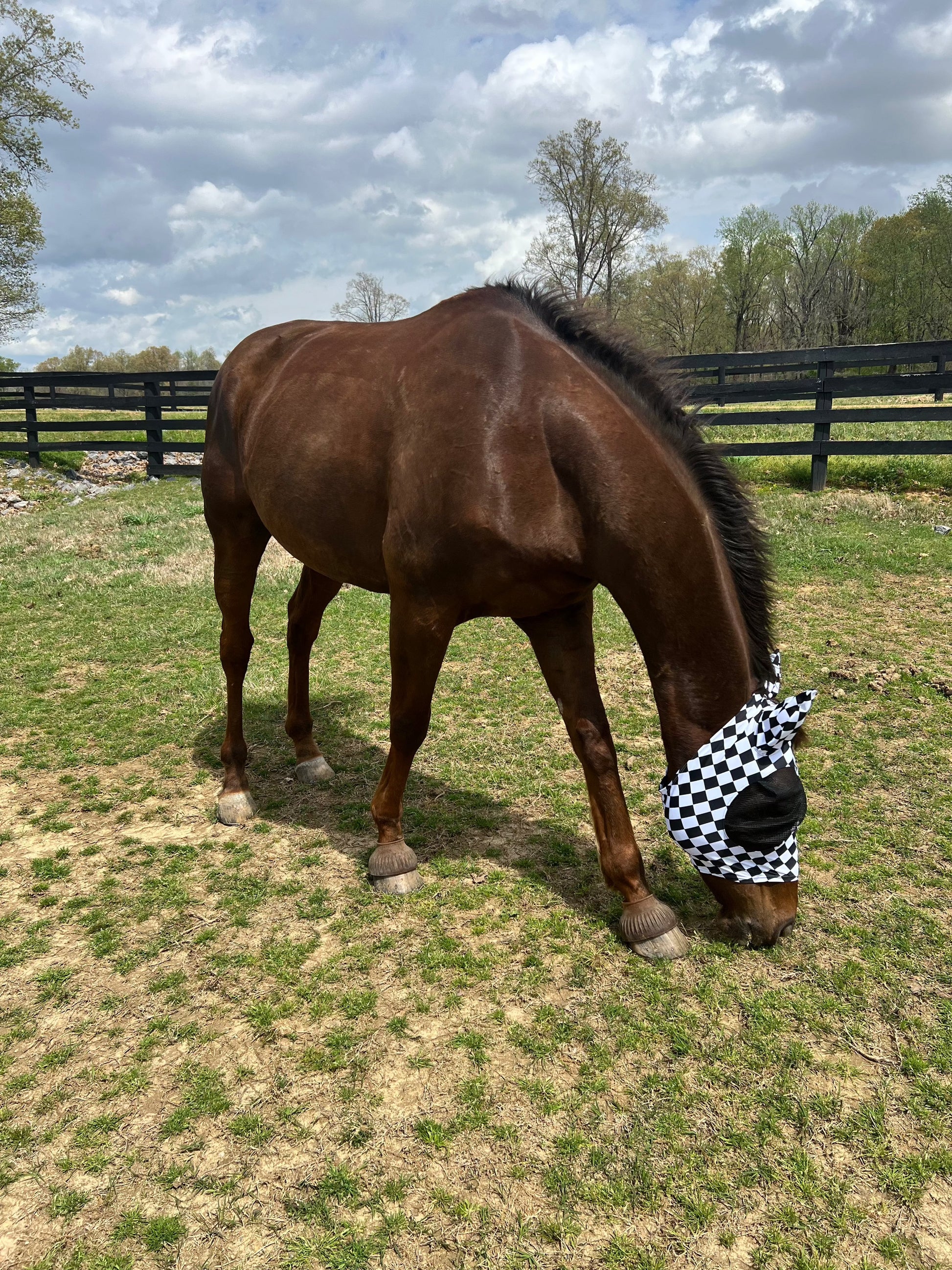 Checkered Fly Mask - Riverside Rodeo Shirts