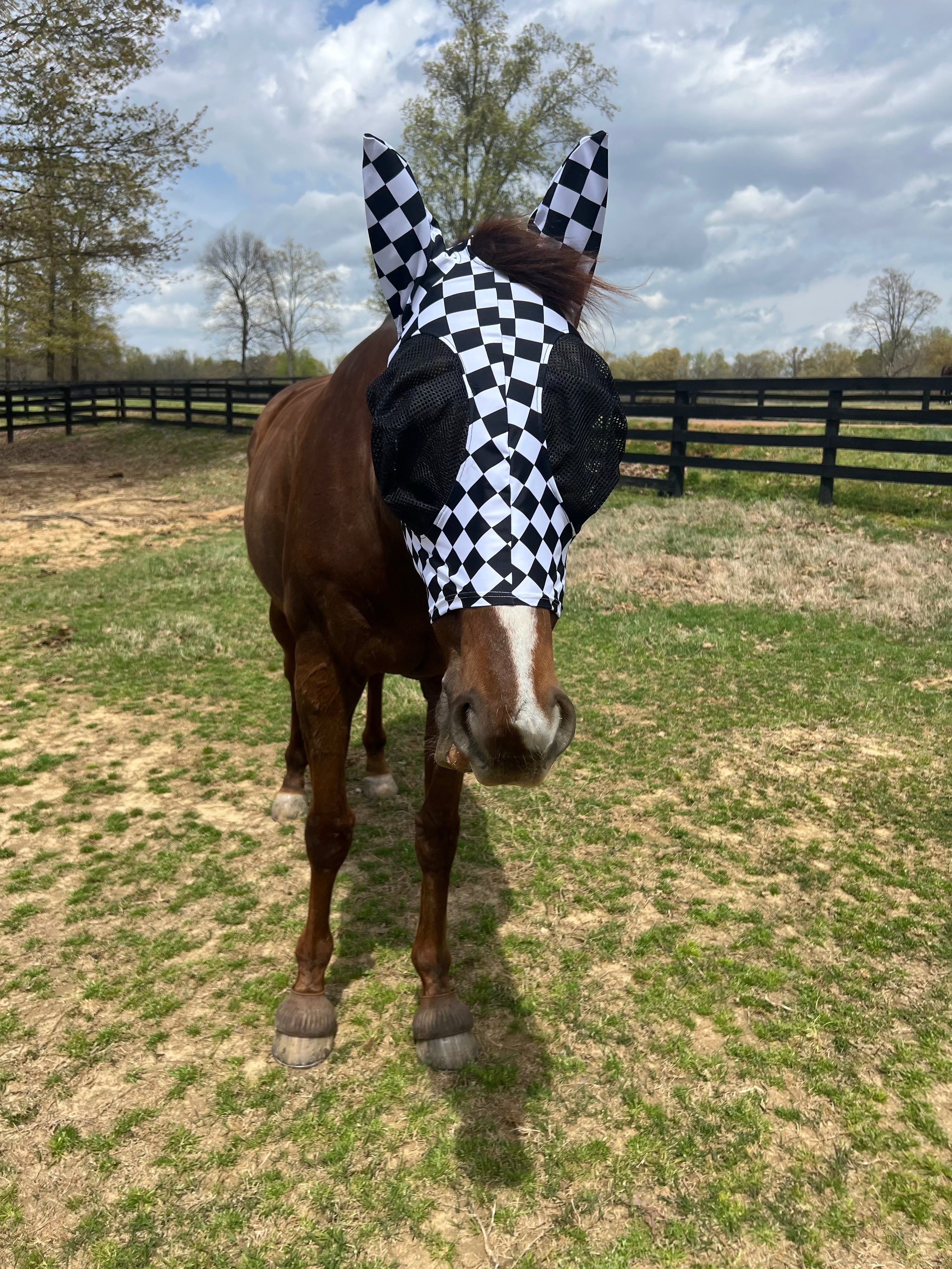 Checkered Fly Mask - Riverside Rodeo Shirts