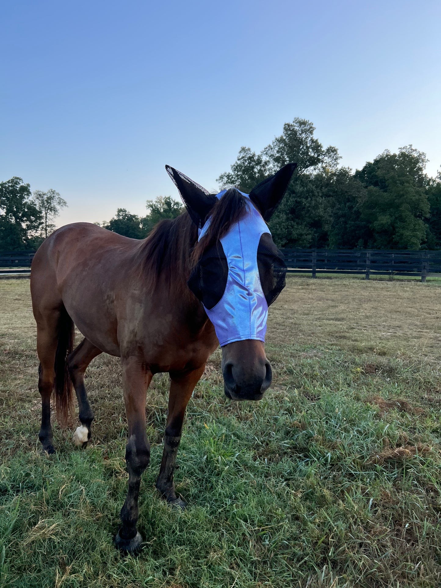 Lavender Ice Fly Mask