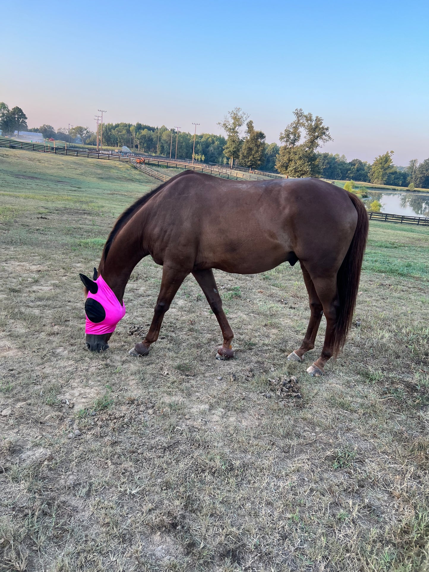 Neon Pink Sparkly Jewel Fly Mask