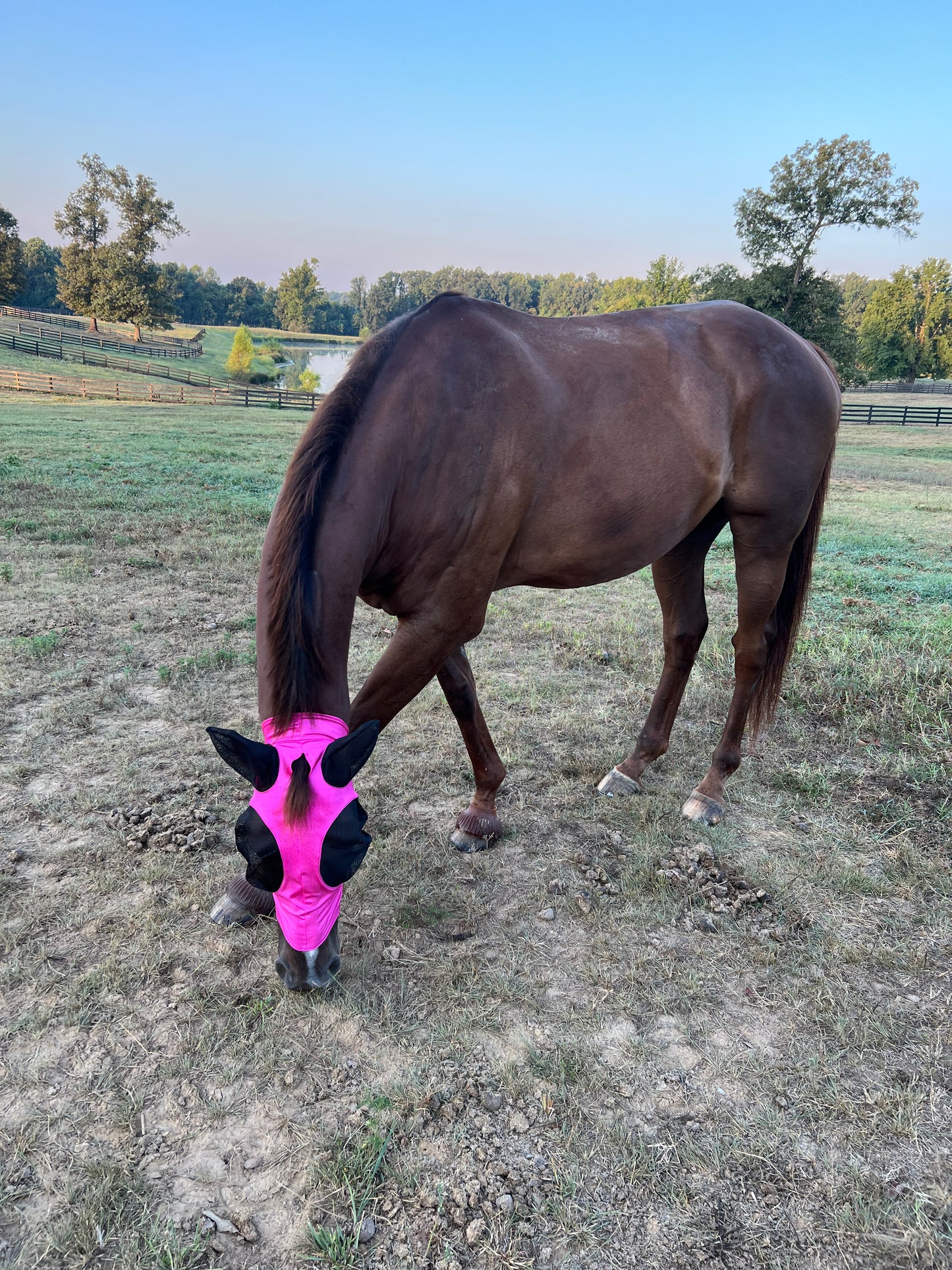 Neon Pink Sparkly Jewel Fly Mask