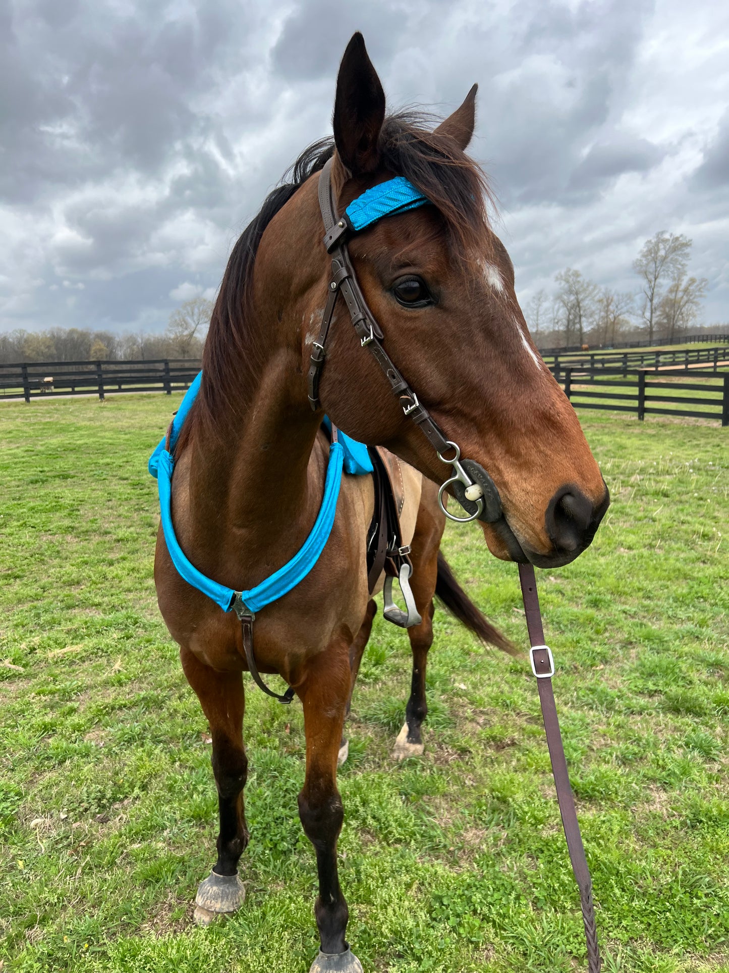 Turquoise Kaleidoscope Browband or Noseband Cover (ONE Cover Only)