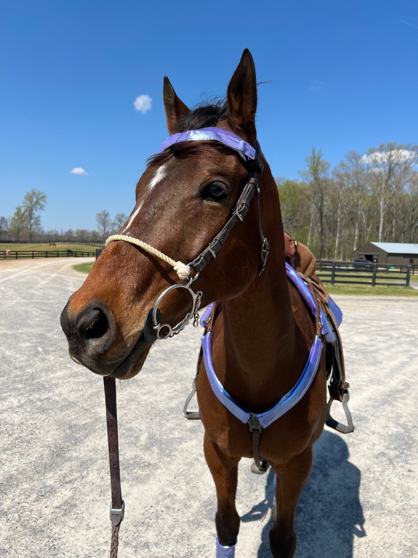Lavender Ice Breast Collar Cover (Covers ONLY)