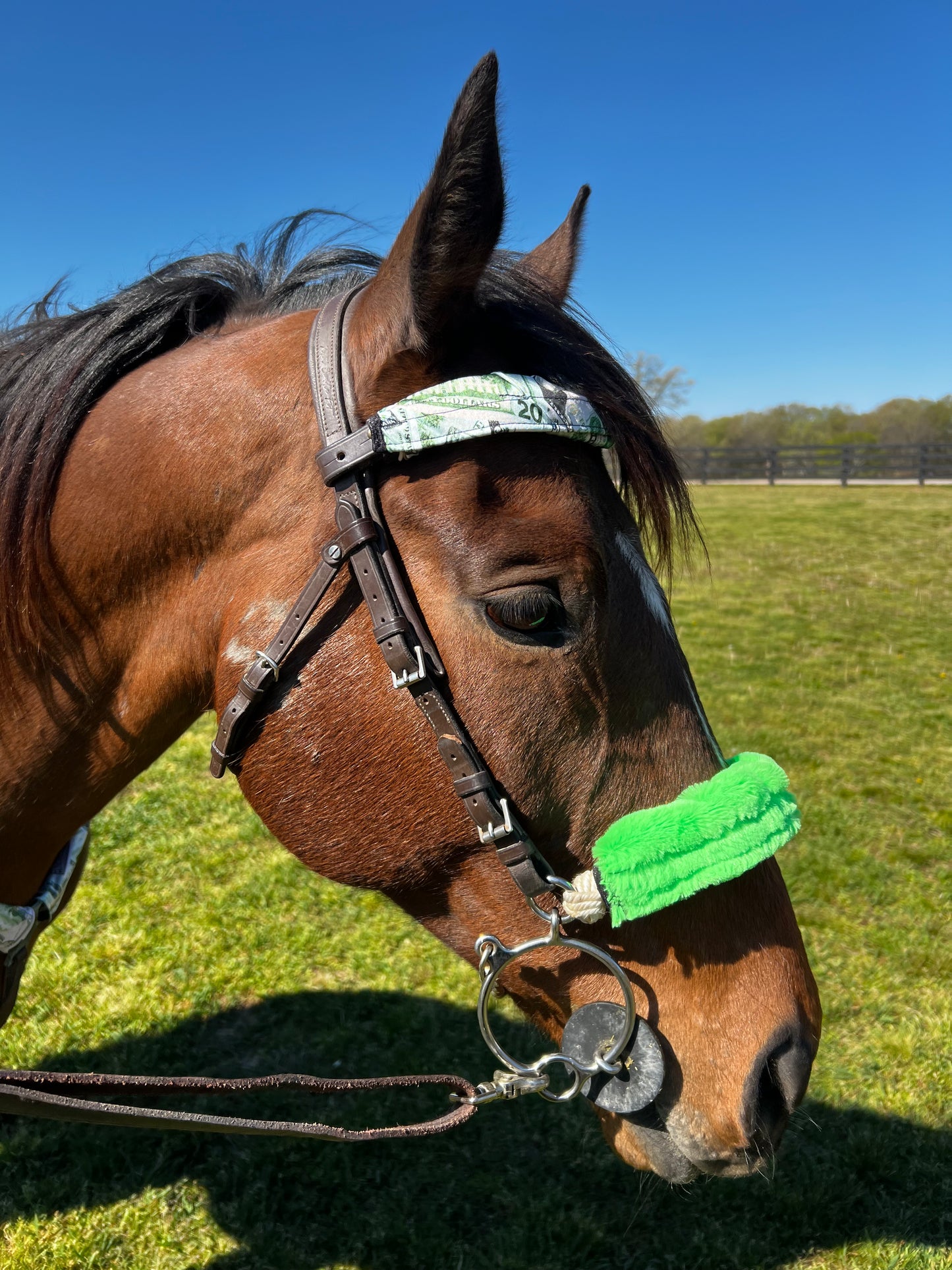 Cold Cash Browband or Noseband Cover (ONE Cover Only)