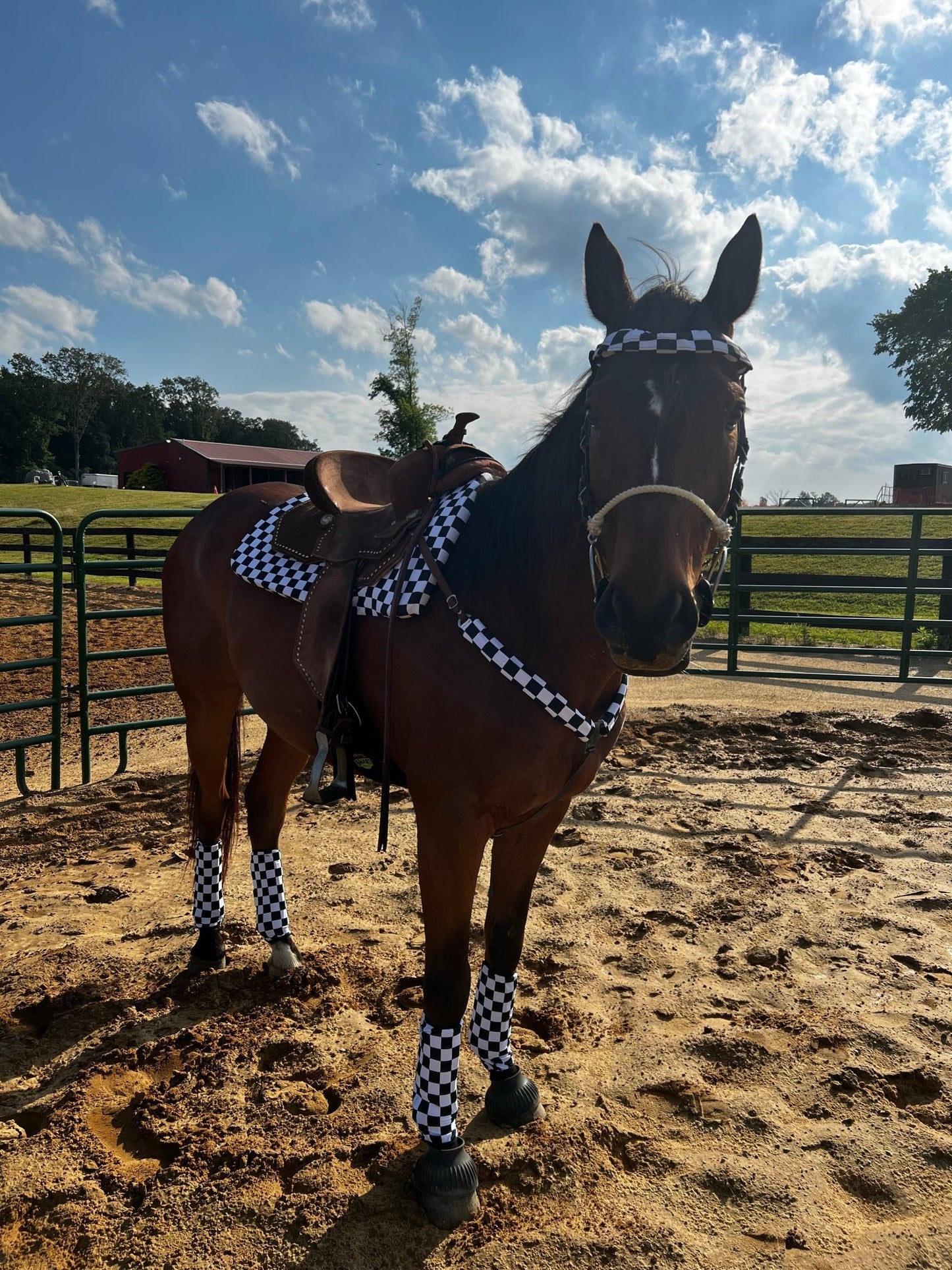 Black and White Checkered Browband or Noseband Cover (ONE Cover Only) - Riverside Rodeo Shirts