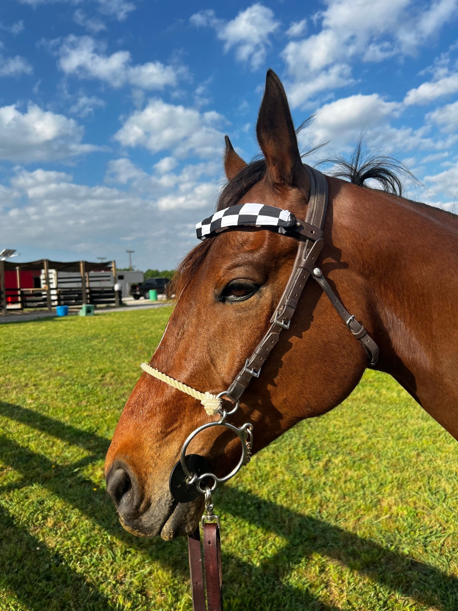 Black and White Checkered Browband or Noseband Cover (ONE Cover Only) - Riverside Rodeo Shirts