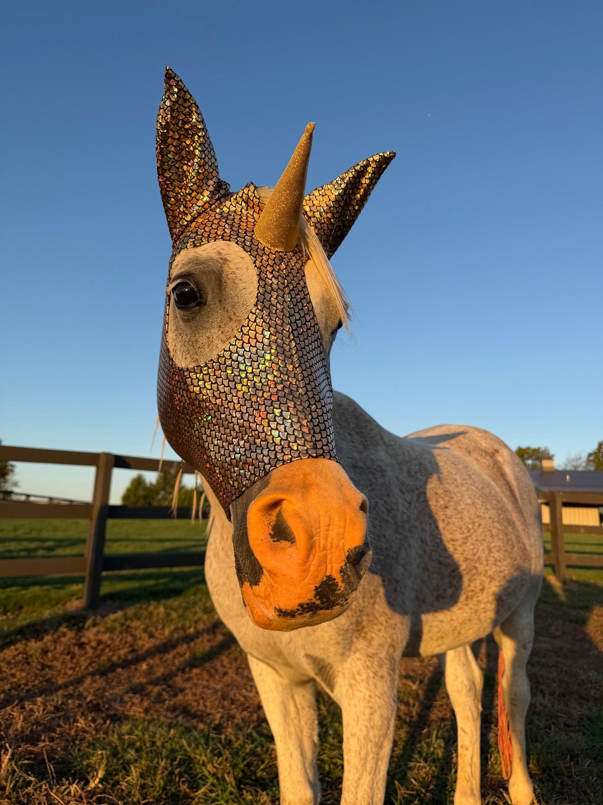 Golden Scaled Unicorn Costume Mask for Horses - Riverside Rodeo Shirts