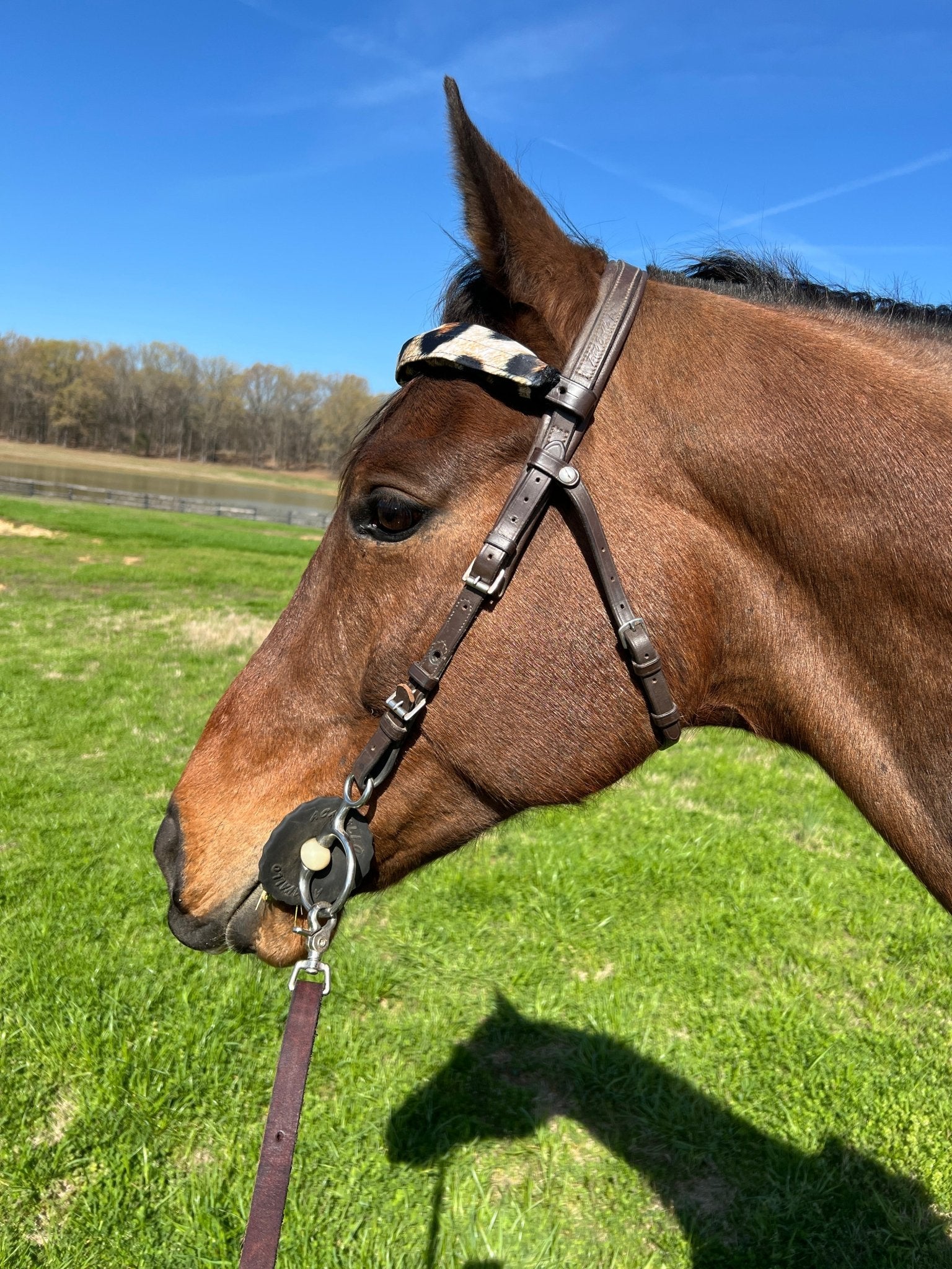 Leopard Print Browband or Noseband Cover (ONE Cover Only) - Riverside Rodeo Shirts