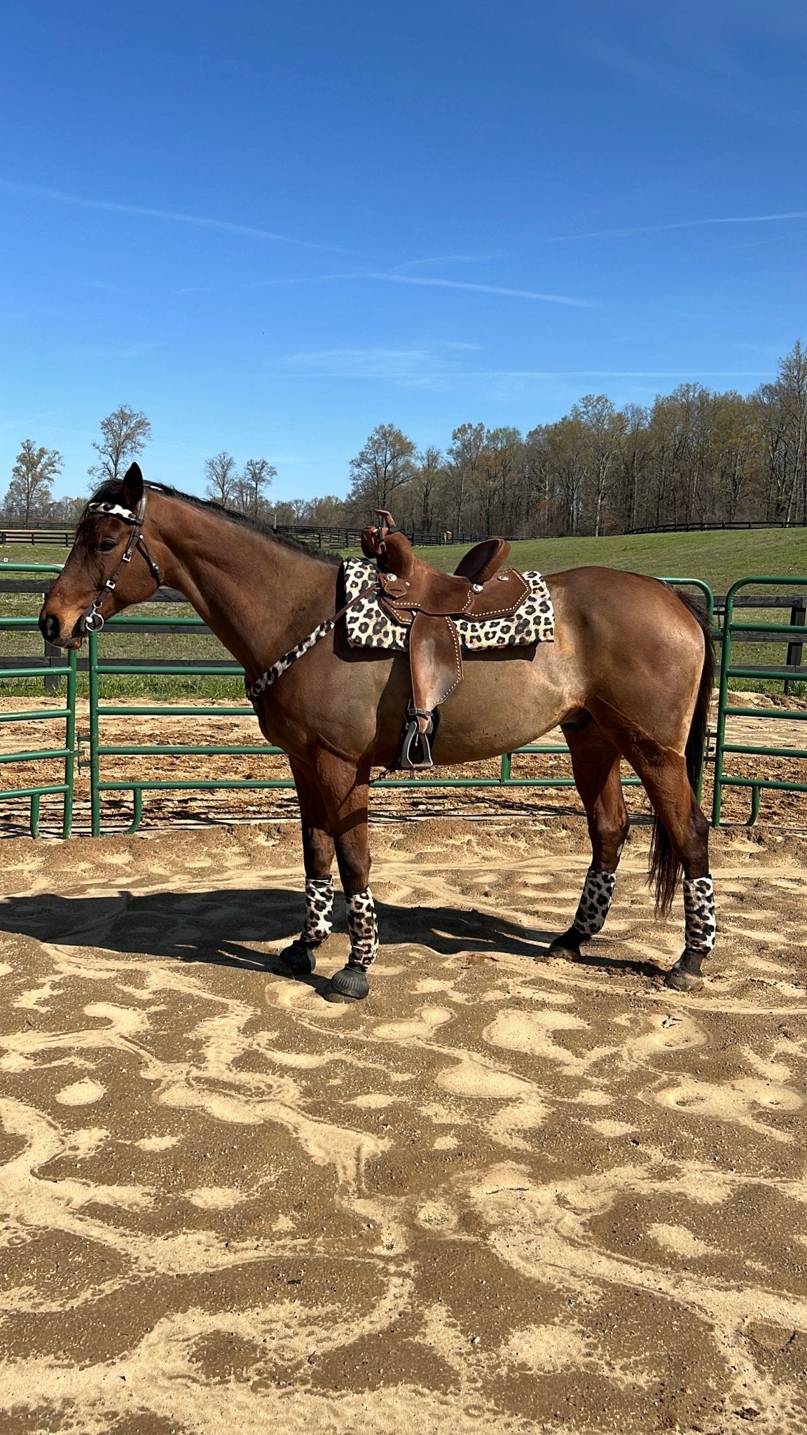 Leopard Print Velcro Sportboot Covers (Covers Only, sets of TWO) - Riverside Rodeo Shirts