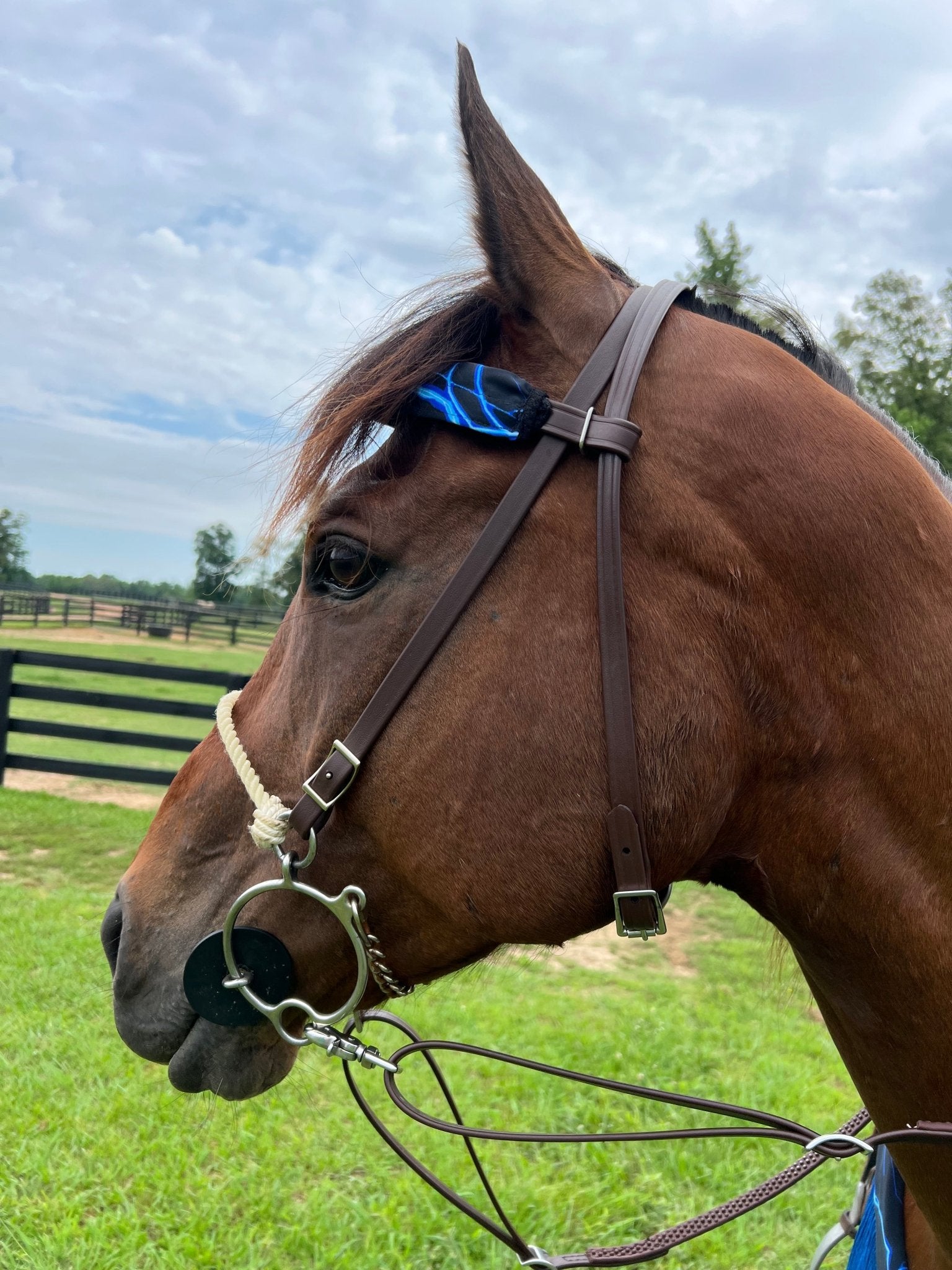 Neon Blue Lightning Print Browband or Noseband Cover (ONE Cover Only) - Riverside Rodeo Shirts