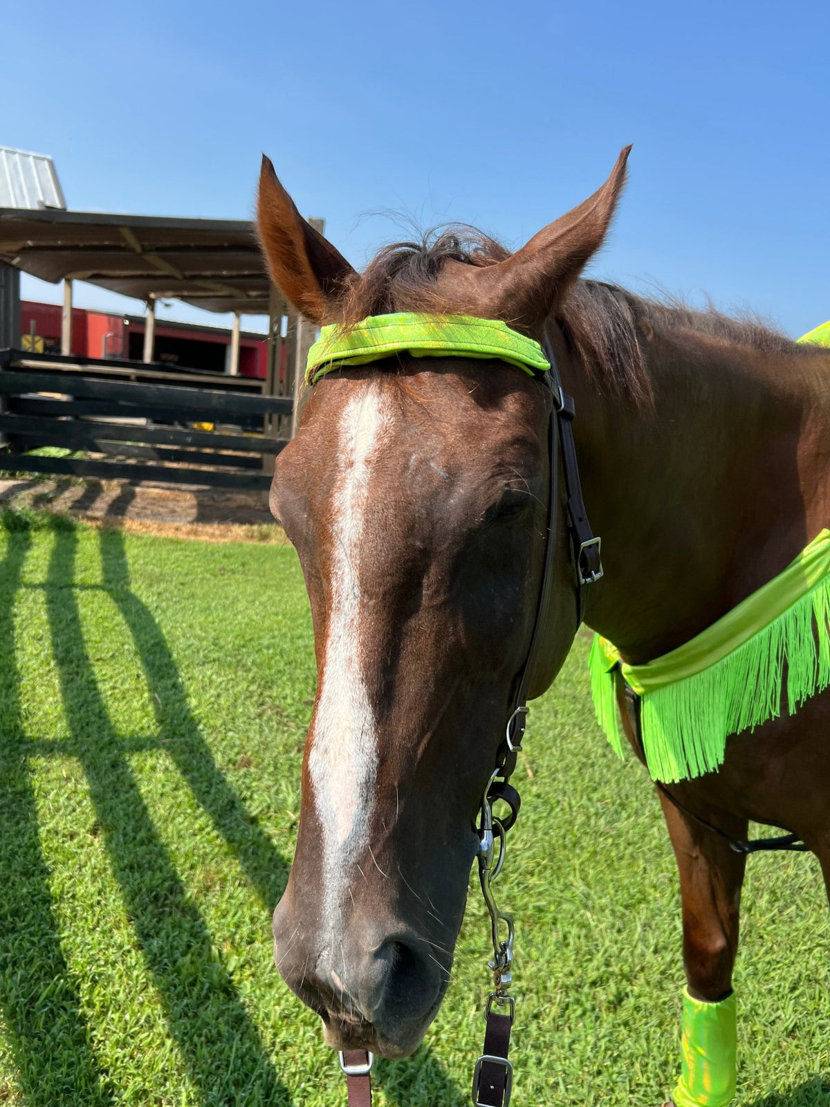 Neon Lime Green Holographic Browband or Noseband Cover (ONE Cover Only) - Riverside Rodeo Shirts