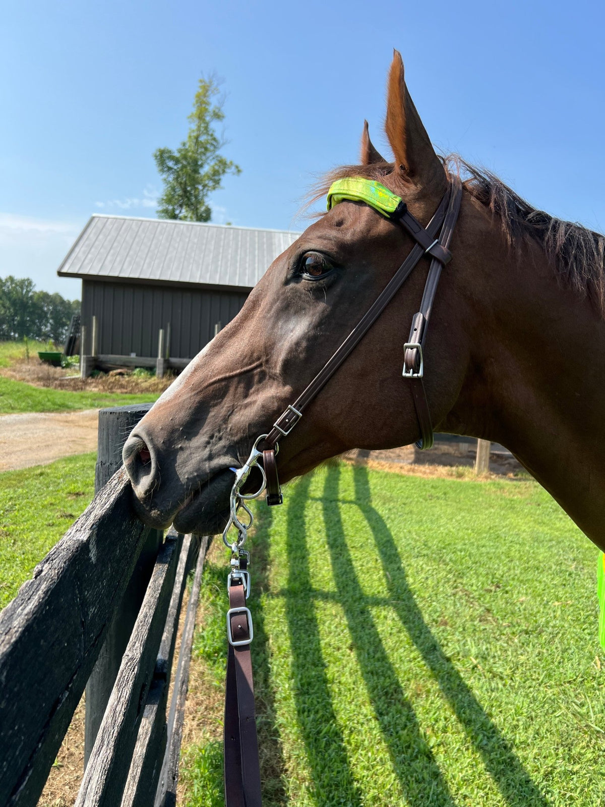 Neon Lime Green Holographic Browband or Noseband Cover (ONE Cover Only) - Riverside Rodeo Shirts