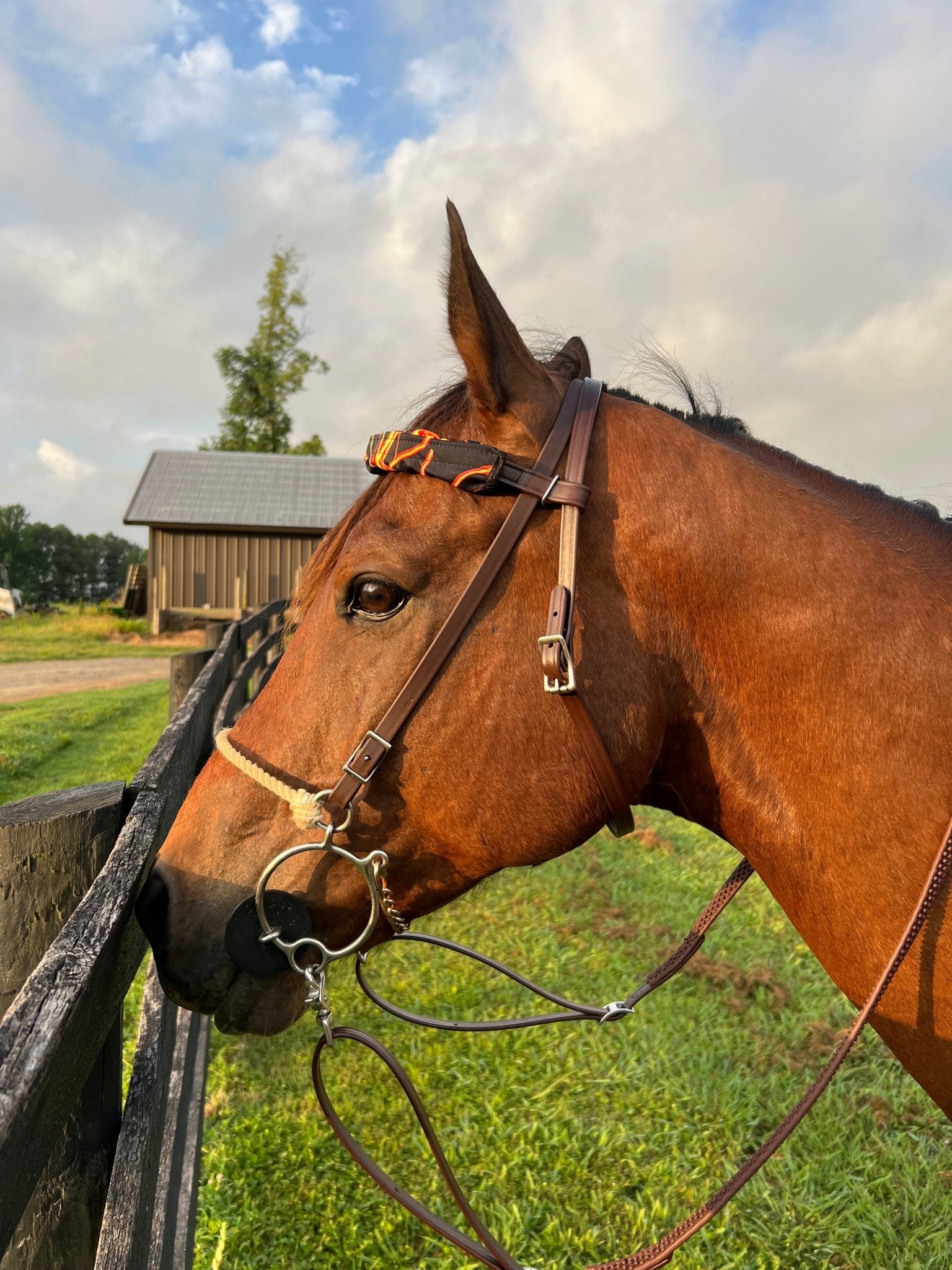 Neon Orange Lightning Print Browband or Noseband Cover (ONE Cover Only) - Riverside Rodeo Shirts