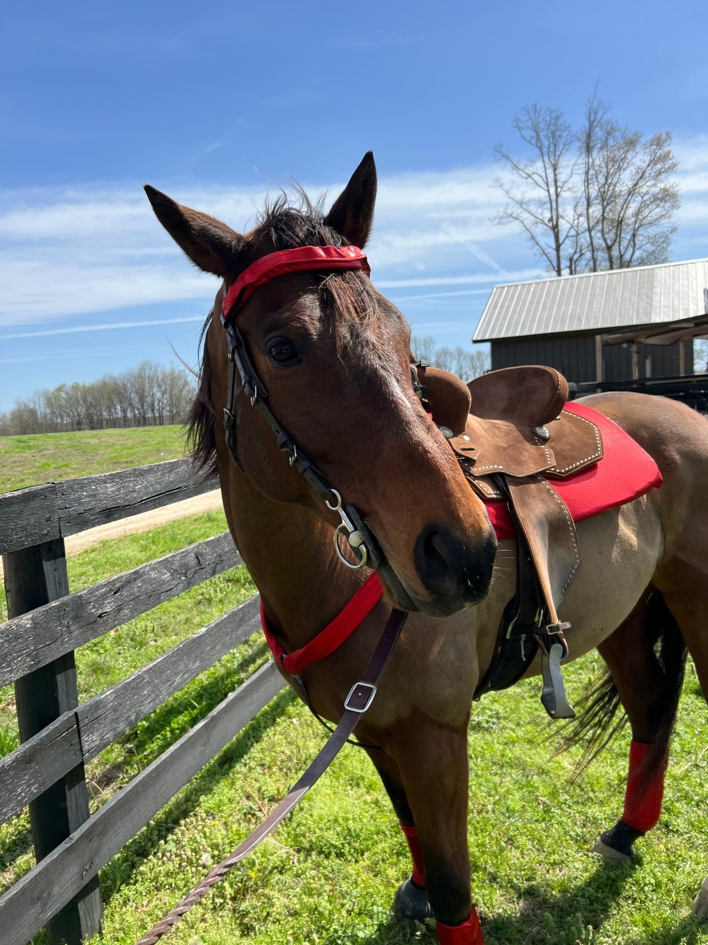 Red Sparkly Jewel Browband or Noseband Cover (ONE Cover Only) - Riverside Rodeo Shirts