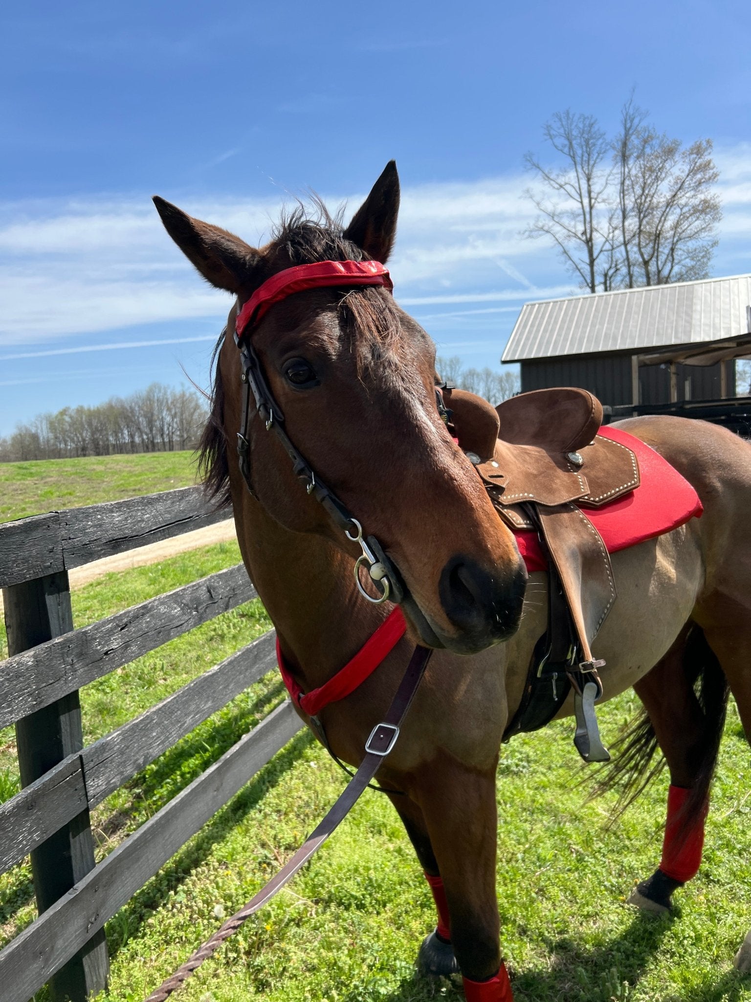 Red Sparkly Jewel Browband or Noseband Cover (ONE Cover Only) - Riverside Rodeo Shirts