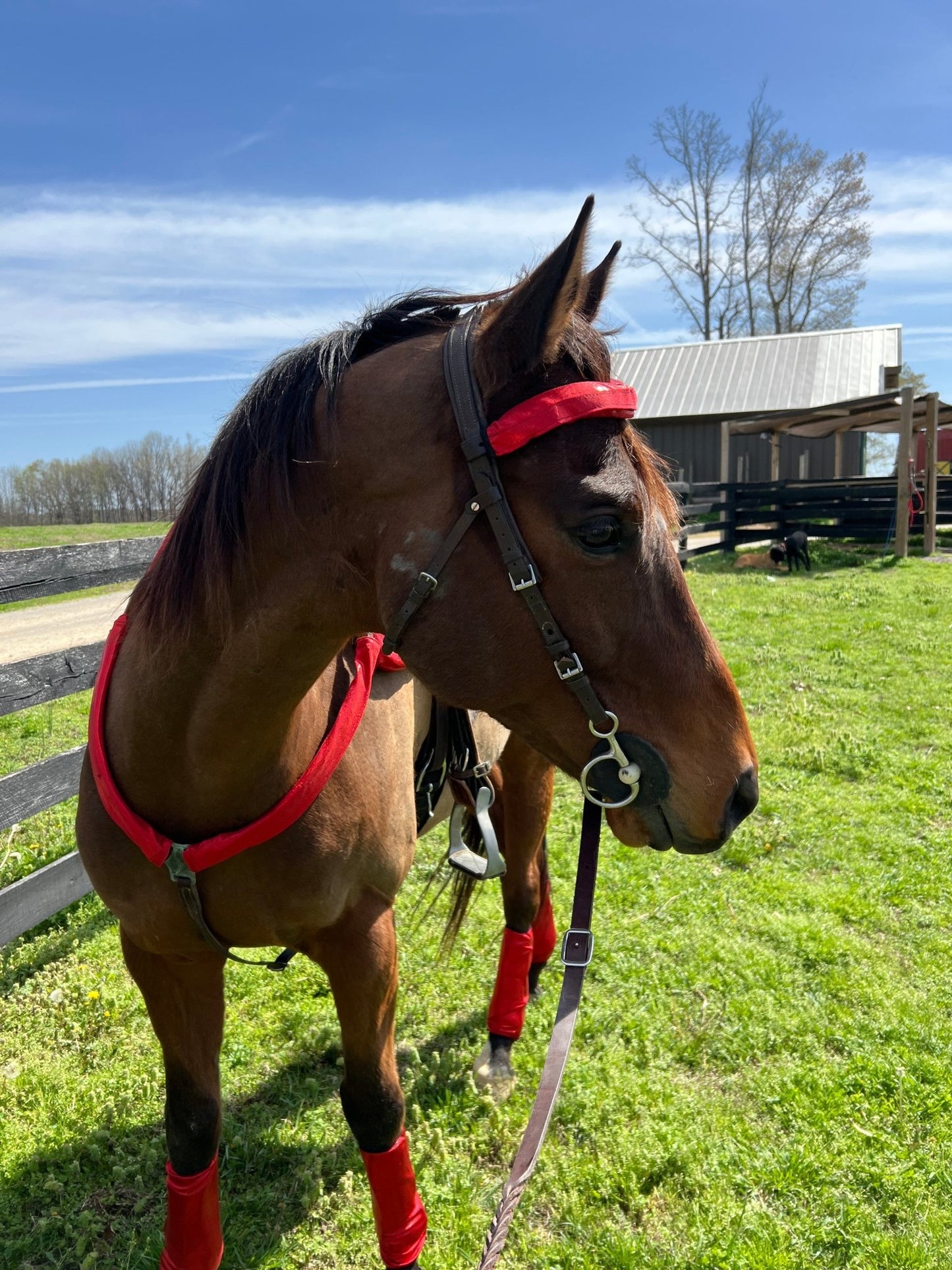 Red Sparkly Jewel Browband or Noseband Cover (ONE Cover Only) - Riverside Rodeo Shirts
