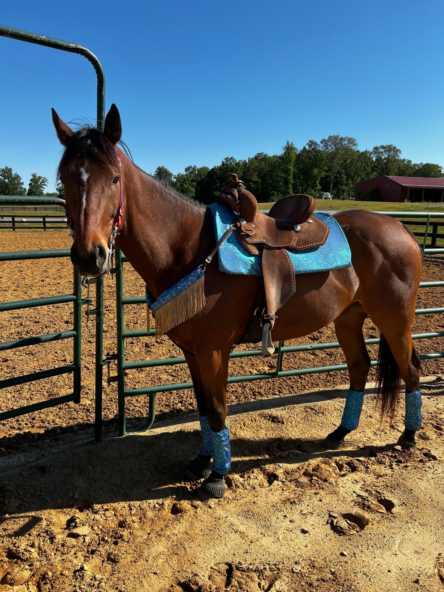 Stardust Breast Collar Cover with Gold Chainette Fringe (Covers ONLY) - Riverside Rodeo Shirts